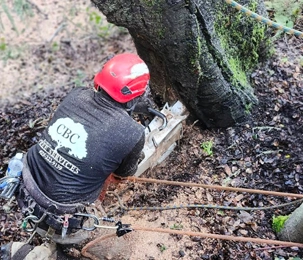 Tree Removal & Trimming Walnut Creek CA