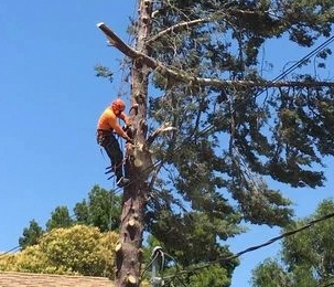 Tree Removal & Trimming Walnut Creek CA
