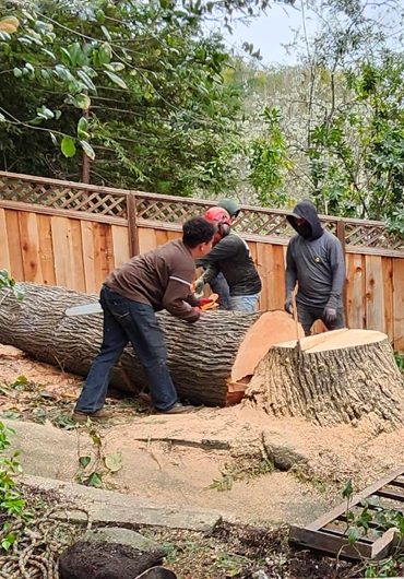 Tree Service San Ramon
