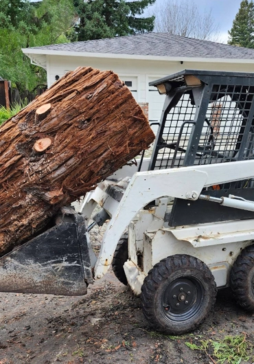 Tree Service Concord
