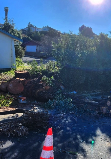 Tree Service Lafayette