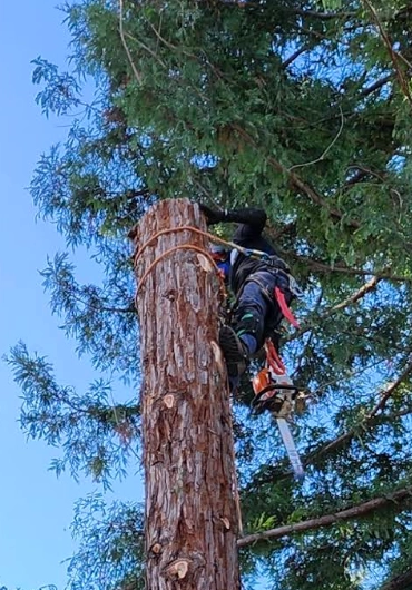 Tree Service Moraga