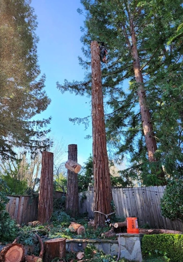 Tree Service Oakland
