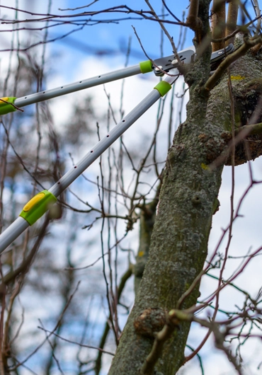 Tree Service San Ramon