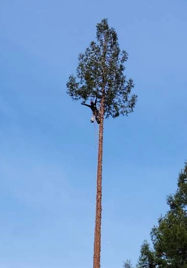 Tree Service Concord