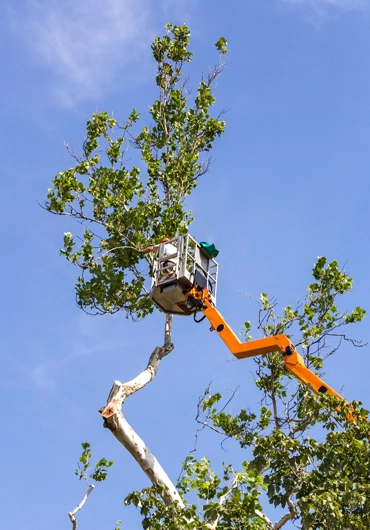 Tree Service Lafayette
