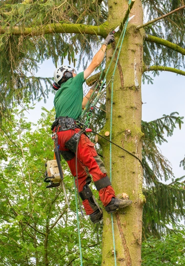 Tree Service Moraga