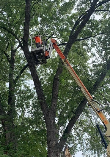 Tree Service Oakland