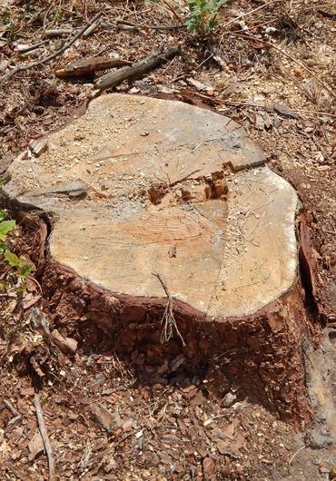 Tree Service Lafayette