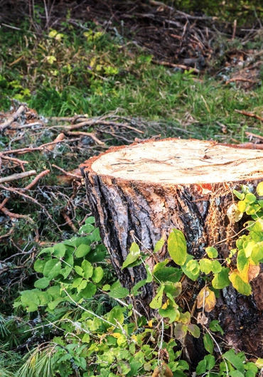 Tree Service Oakland