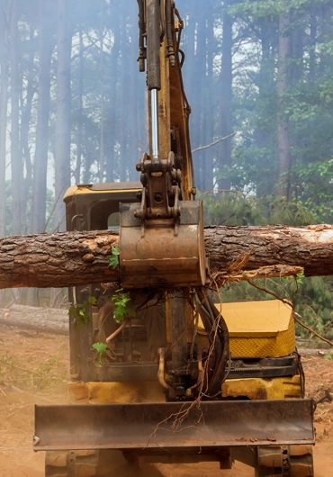 Tree Service Lafayette