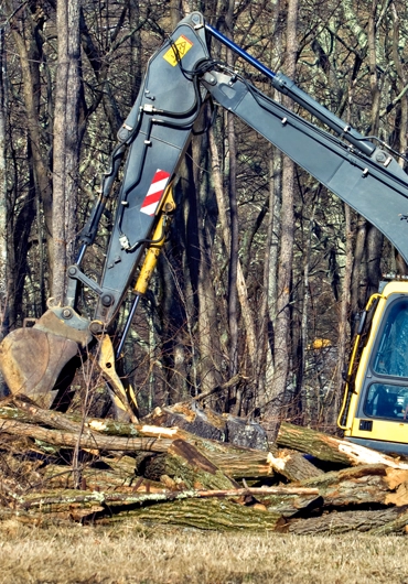 Tree Service Moraga