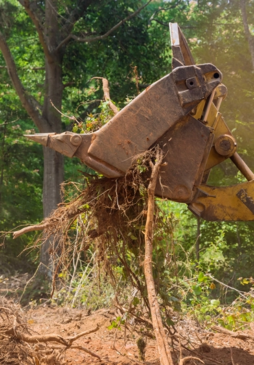 Tree Service Oakland