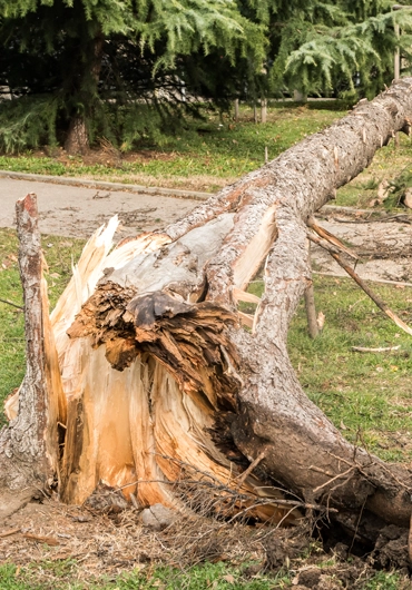 Tree Service San Ramon