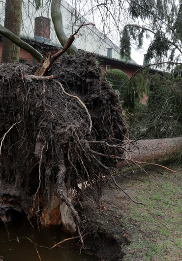 Tree Service Lafayette
