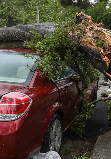 Tree Service Oakland