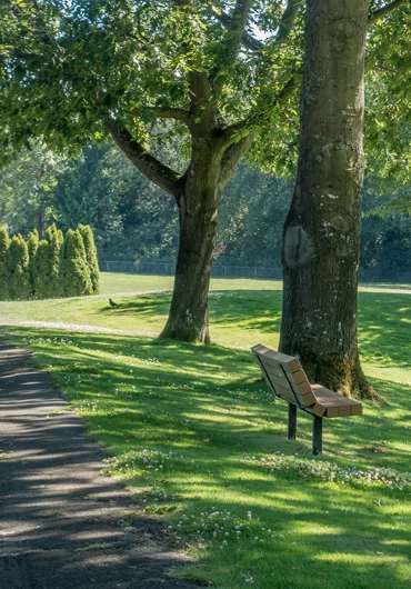 Tree Service San Ramon