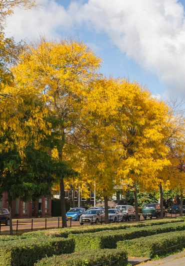 Tree Service Concord