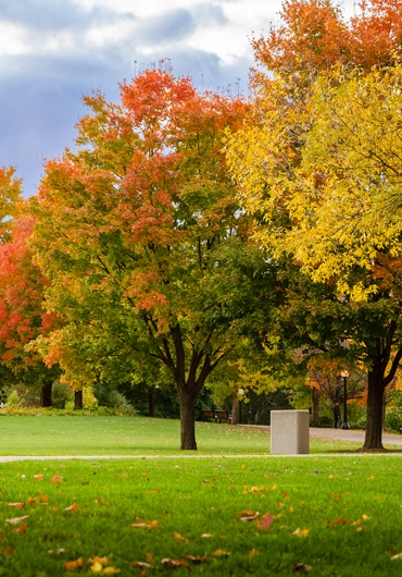 Tree Service Oakland