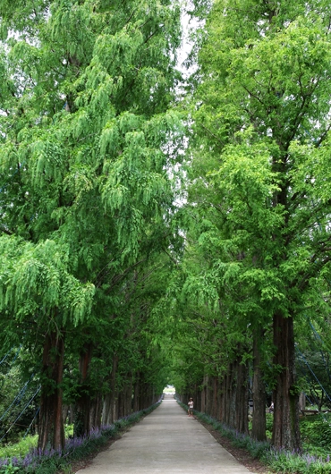 Tree Service Concord