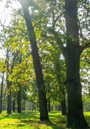 Tree Service Lafayette