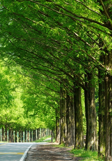 Tree Service Moraga