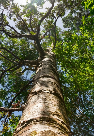 Tree Service Oakland