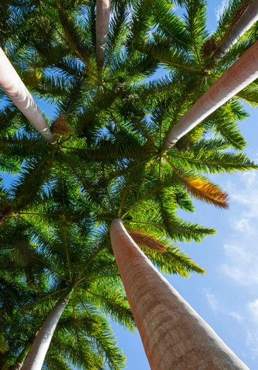 Tree Service San Ramon