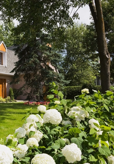 Tree Service Concord