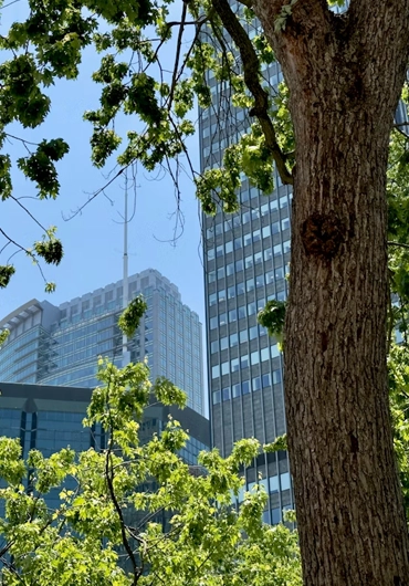 Tree Service Oakland