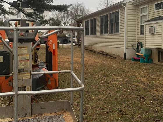 Tree Service Concord