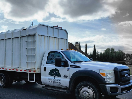 Tree Service Lafayette