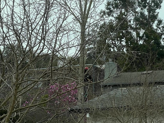 Tree Service Moraga