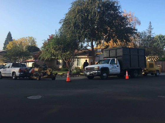 Tree Service San Ramon