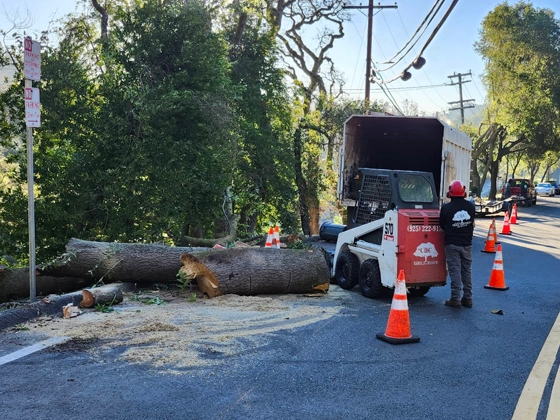 Tree Removal Services