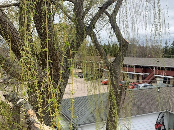 Tree Trimming & Pruning