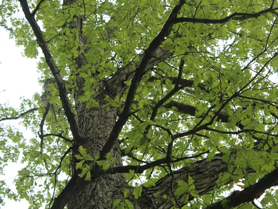 Vegetation Service in Walnut Creek