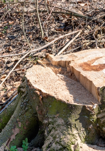 Stump Grinding