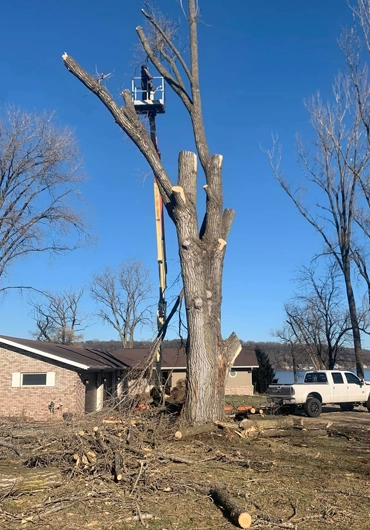 Tree Removal Services