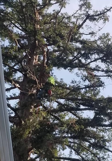 Tree Trimming & Pruning
