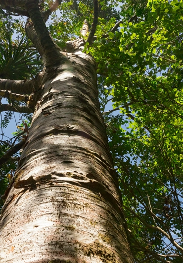 Vegetation Service in Walnut Creek