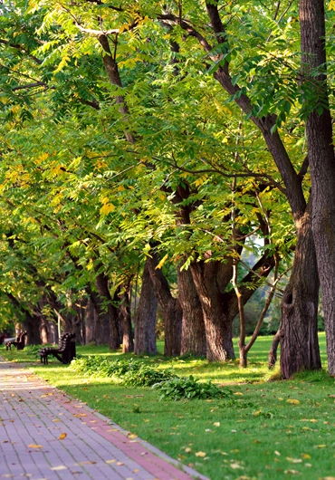 Tree Service Lafayette