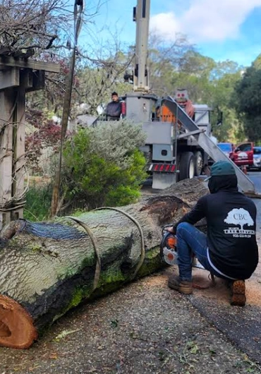 Tree Removal Services