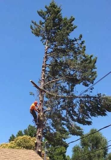 Tree Trimming & Pruning