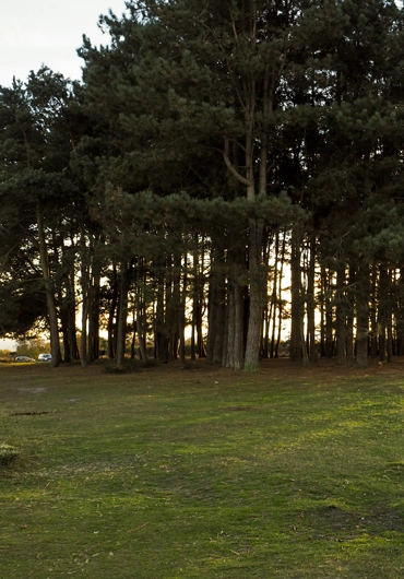 Vegetation Service in Walnut Creek