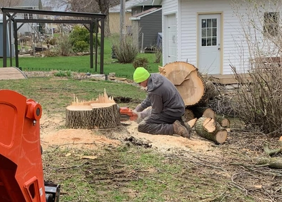 Tree Removal Services