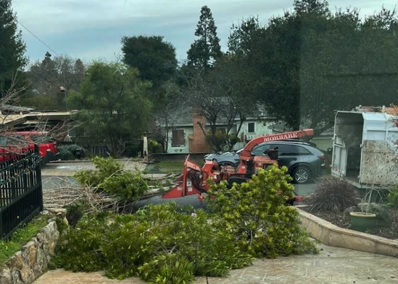 Tree Trimming & Pruning