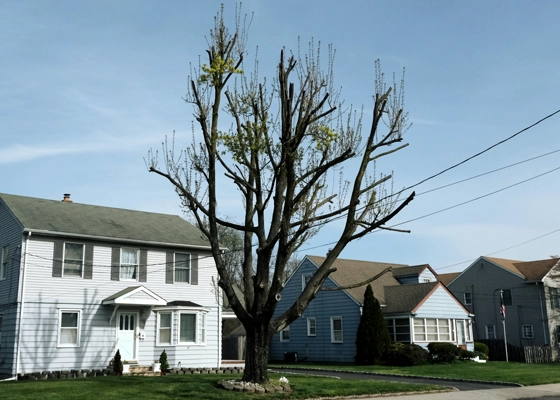 Residential and Commercial Tree Services in Walnut Creek
