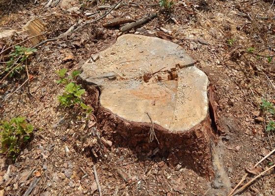 Stump Grinding