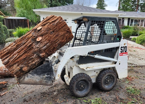 Tree Removal Services